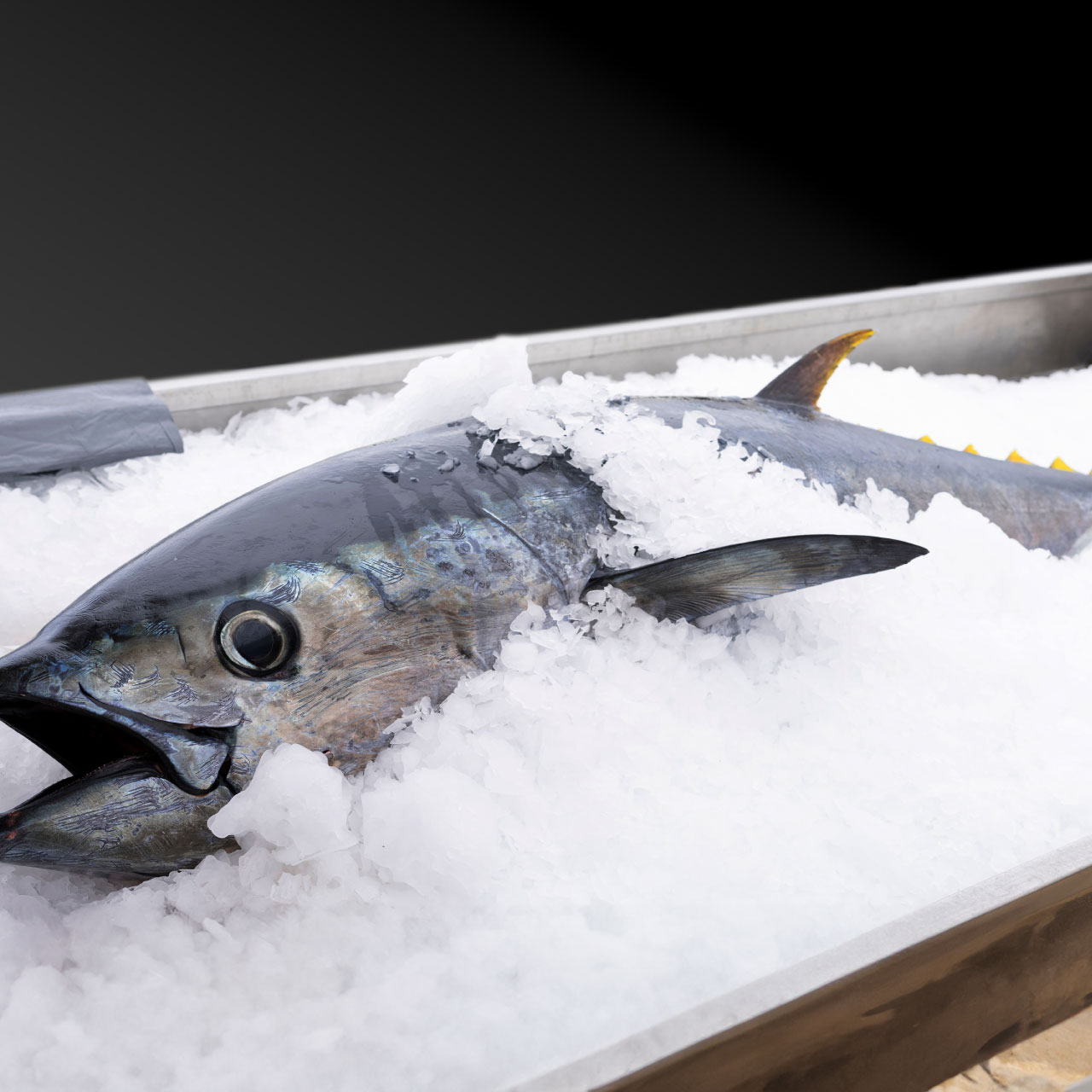 岡山 本マグロ 瀬戸内回転寿司 旬や