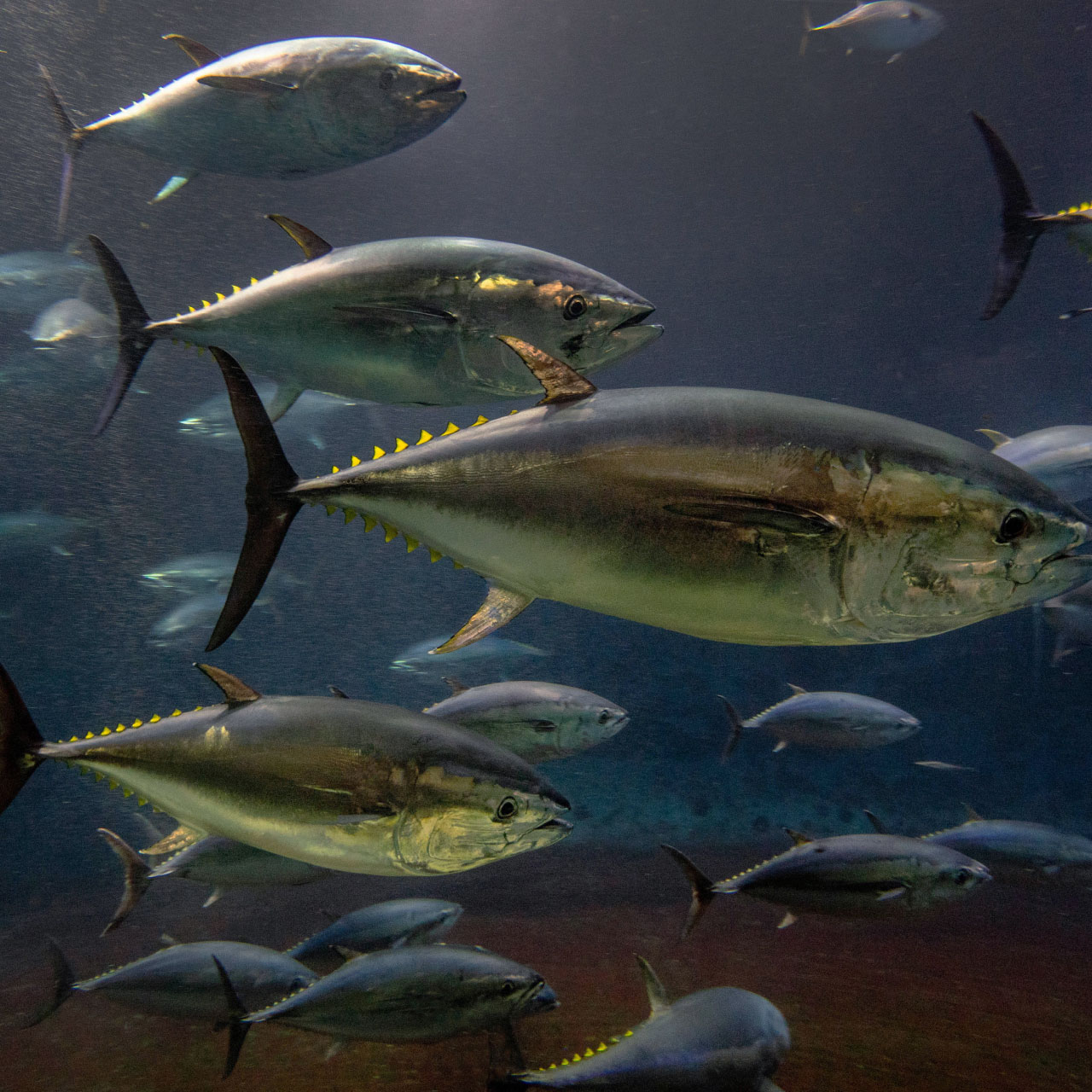 岡山 本マグロ 瀬戸内回転寿司 旬や