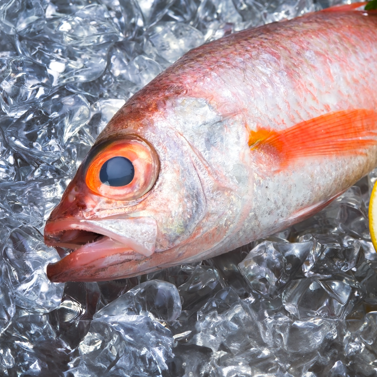 岡山 寿司 瀬戸内回転寿司 旬や